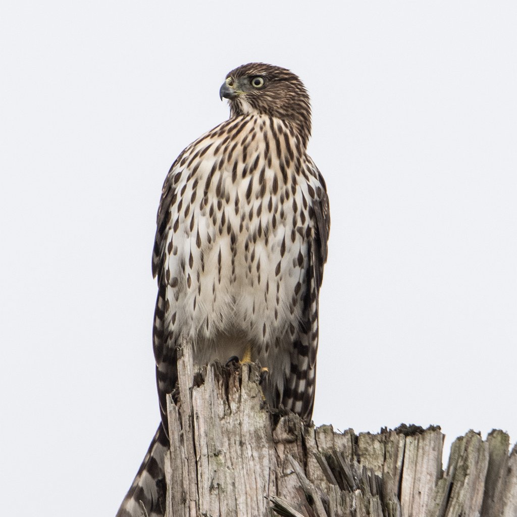 D05_0974.jpg - Cooper's Hawk