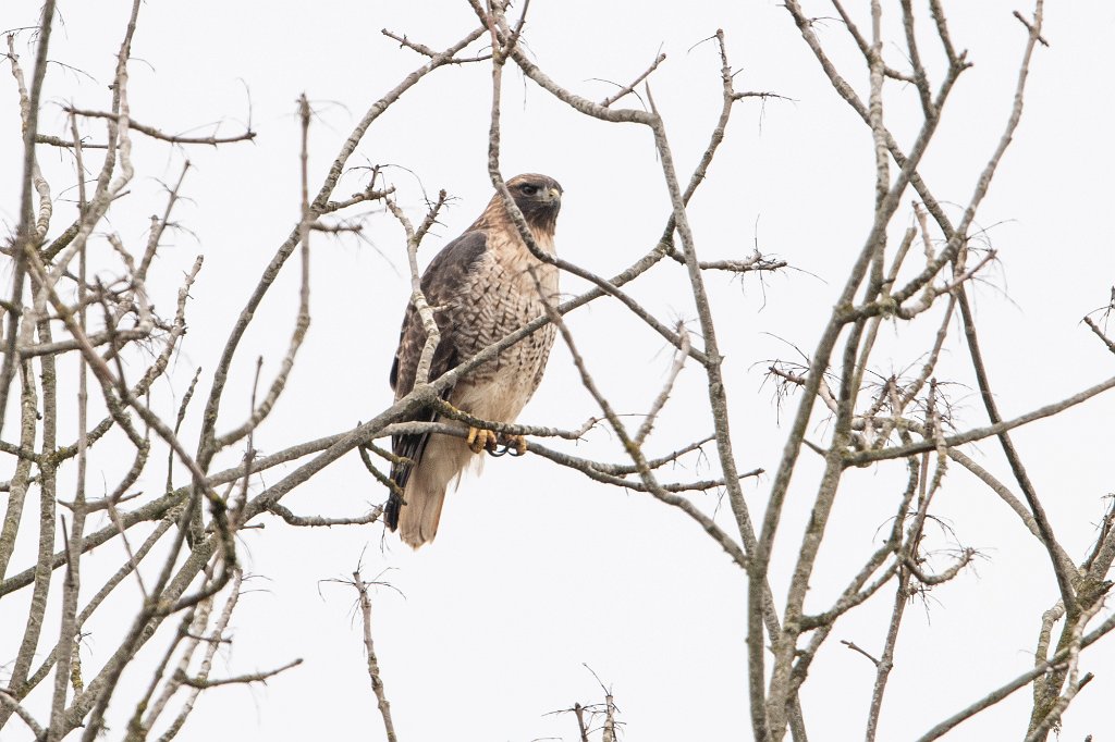 D05_1053.jpg - Red-tailed Hawk