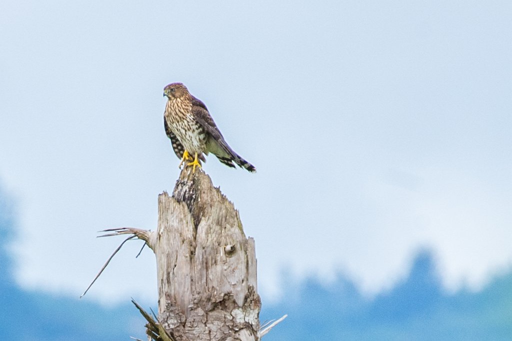 D05_2109-2.jpg - Cooper's Hawk