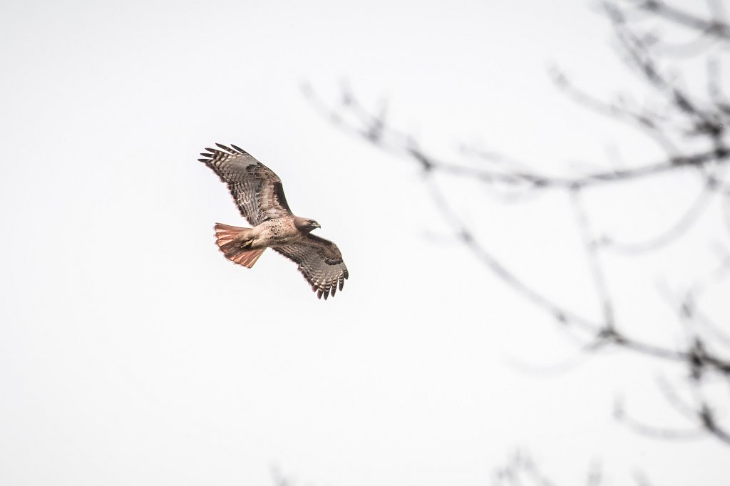 D05_2940.jpg - Red-tailed Hawk