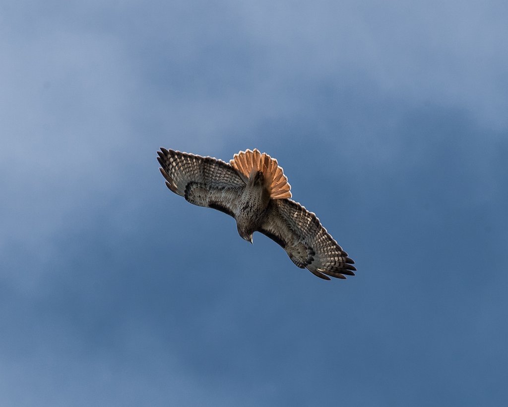 D05_5685.jpg - Red-tailed Hawk