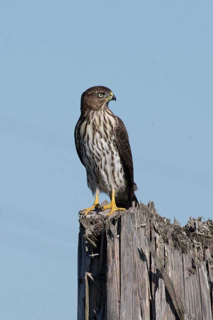 D05_7228-2.jpg - Cooper's Hawk