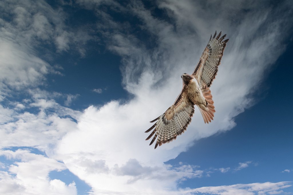 D05_7871-Edit.jpg - Red-tailed Hawk