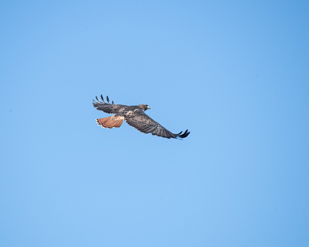 D05_7965.jpg - Red-tailed Hawk