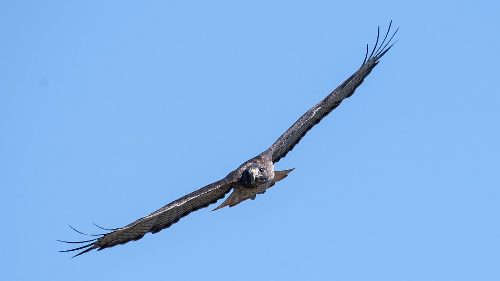 D05_7967-2.jpg - Red-tailed Hawk