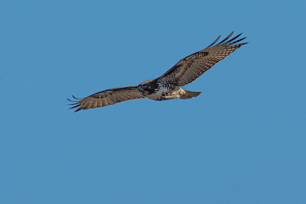 D80_4669.jpg - Red-tailed Hawk