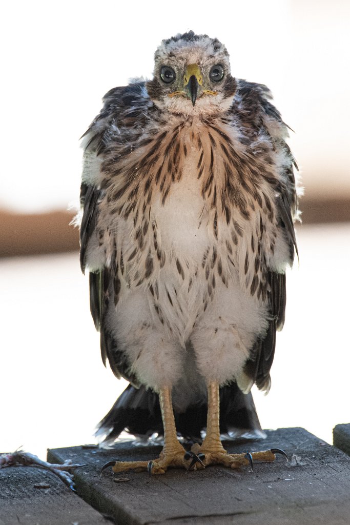 D85_1139.jpg - Baby Coopers Hawk