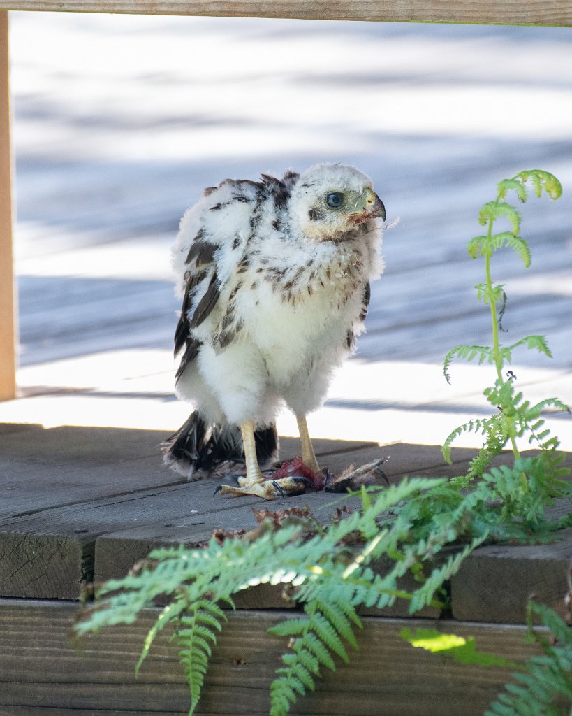 D85_1161.jpg - Baby Coopers Hawk