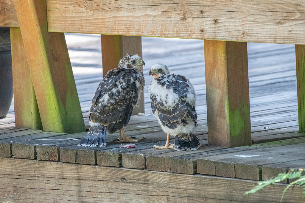 D85_1194.jpg - Cooper's Hawk chicklets