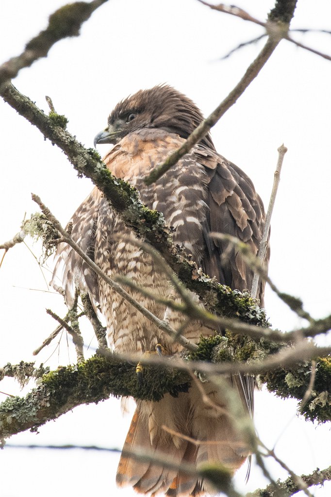 D85_1227-2.jpg - Red-tailed Hawk