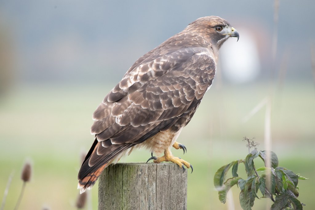 D85_1431.jpg - Red-tailed Hawk