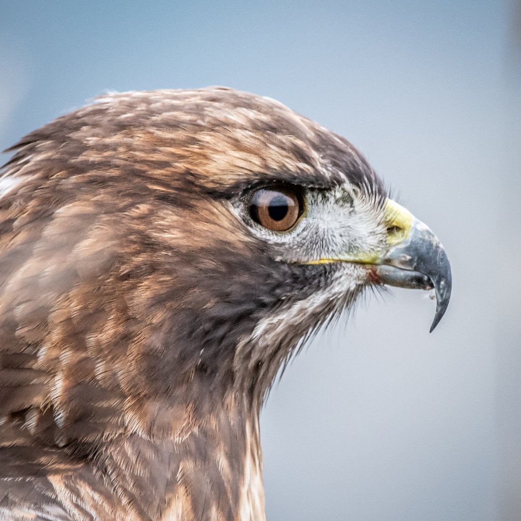 D85_1450.jpg - Red-tailed Hawk