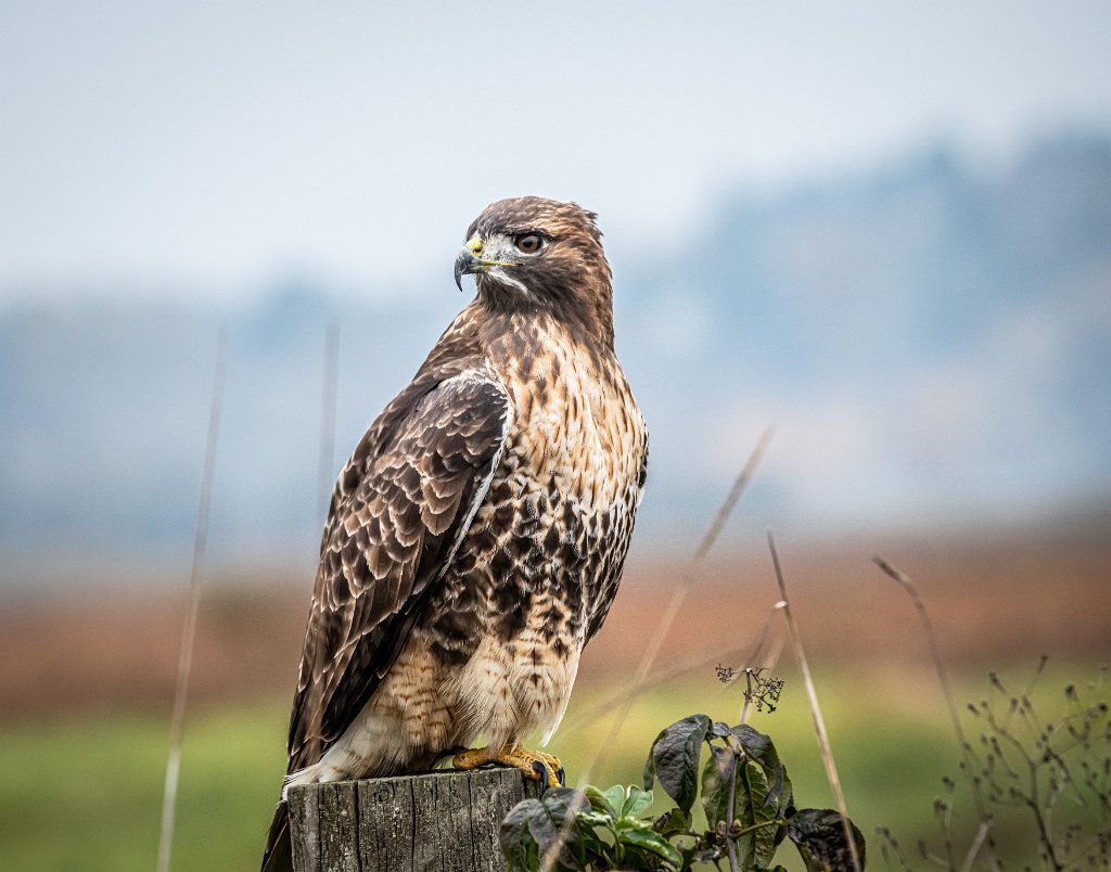 D85_1453.jpg - Red-tailed Hawk