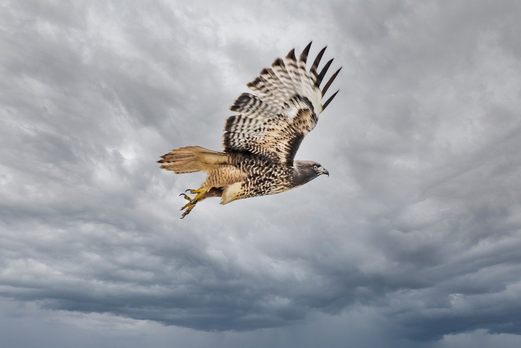 D85_1508-Edit.jpg - Red-tailed Hawk