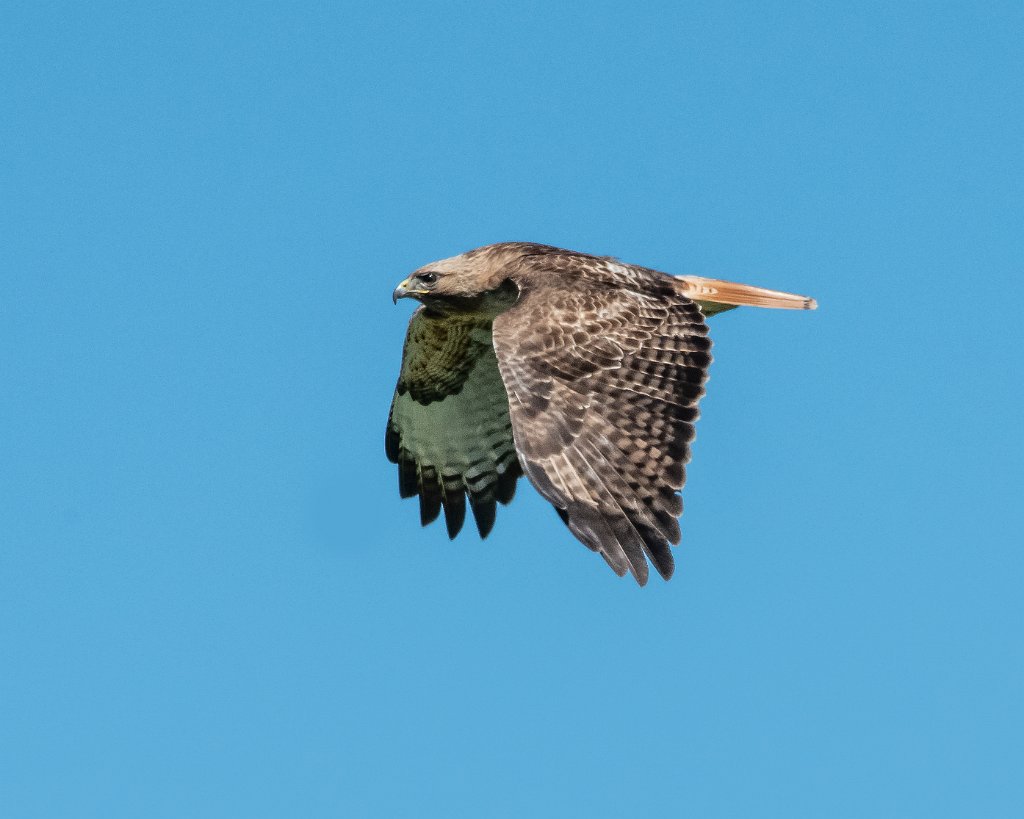 D85_2781-Edit.jpg - Red-tailed Hawk