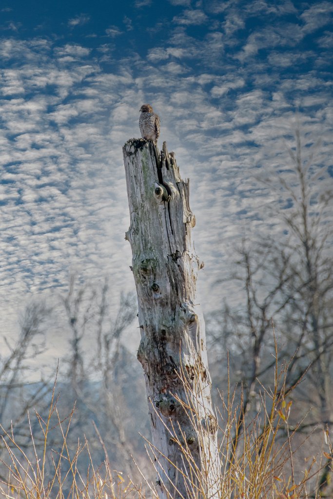 D85_3987-Edit.jpg - Red-shouldred Hawk