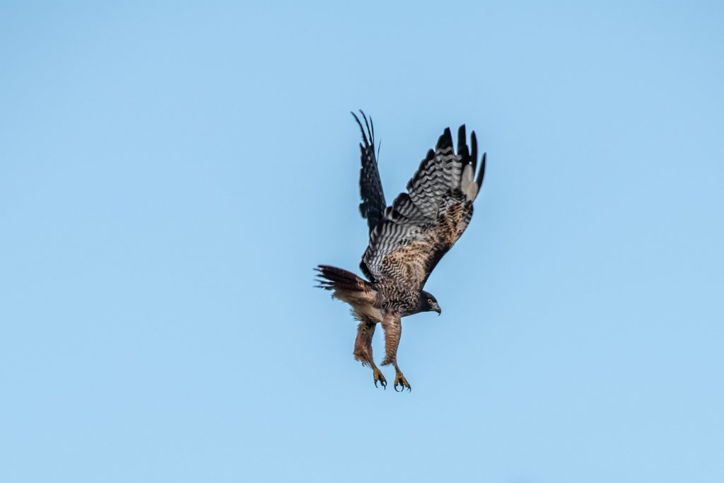 D85_5071.jpg - Red-tailed Hawk