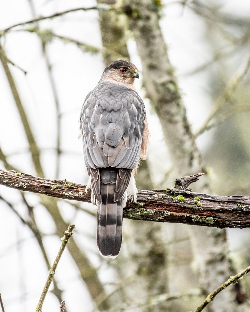 D85_8075.jpg - Cooper's Hawk