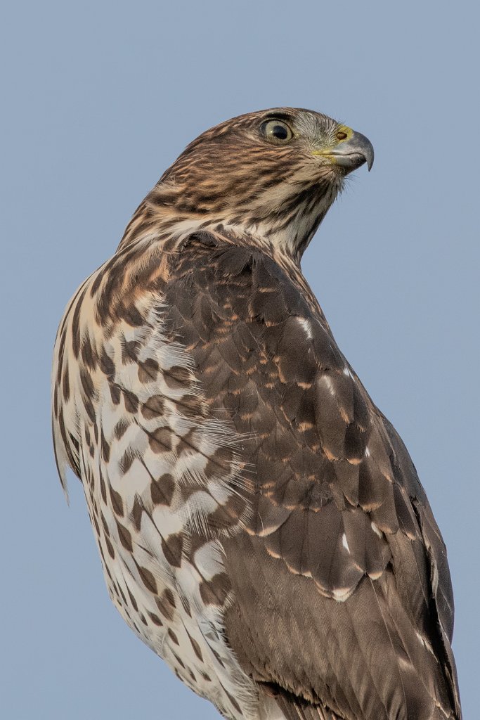 D85_9336.jpg - Cooper's Hawk