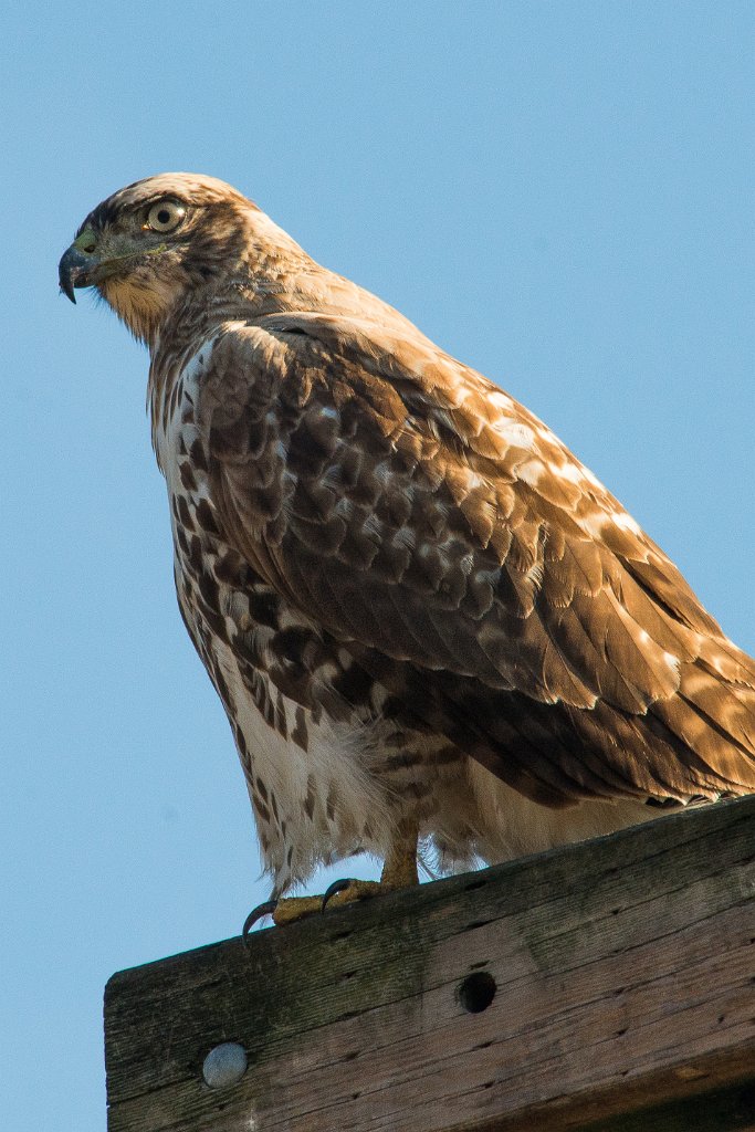 Jackson_Bottom_Wetlands_10-16-2013-0056.jpg - Red-tailed Hawk