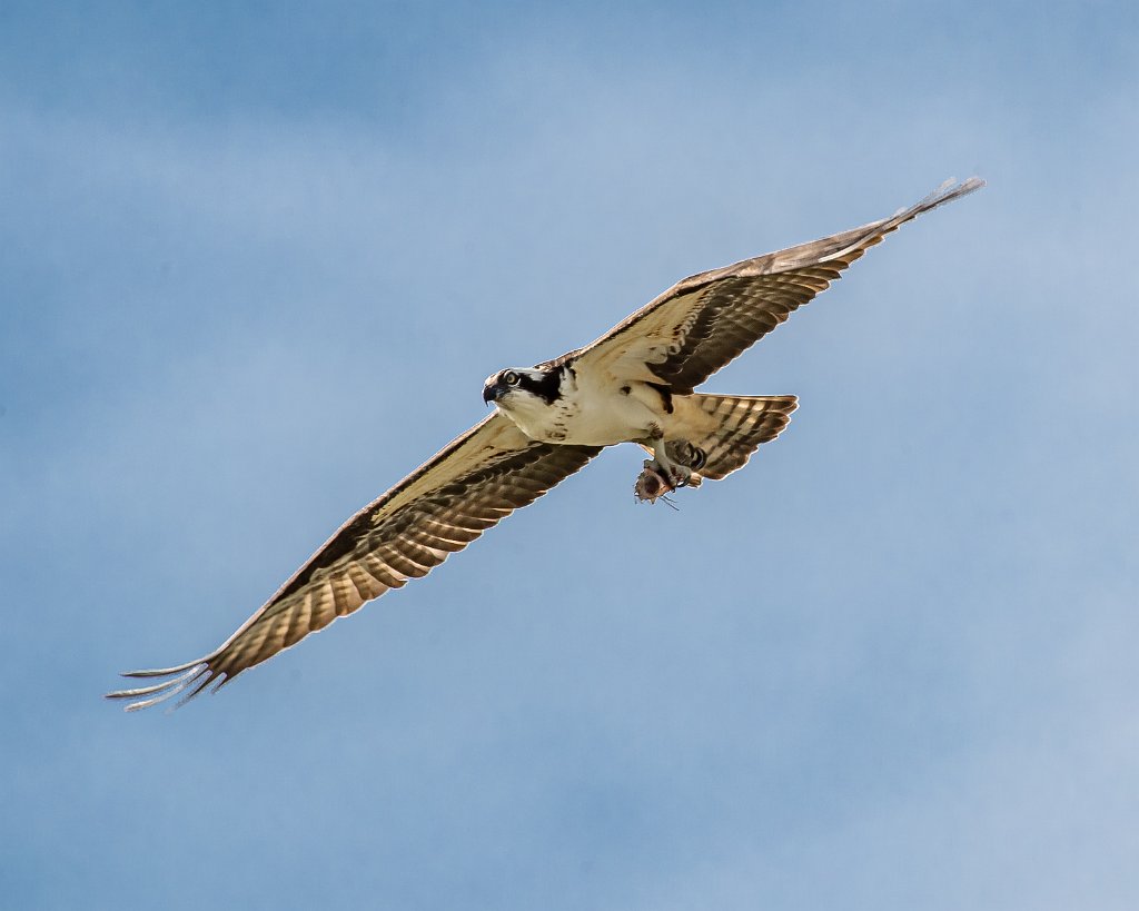 D05_1372.jpg - Osprey