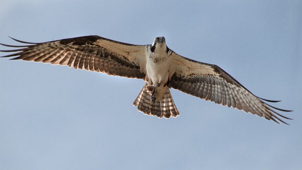 D05_1381.jpg - Osprey