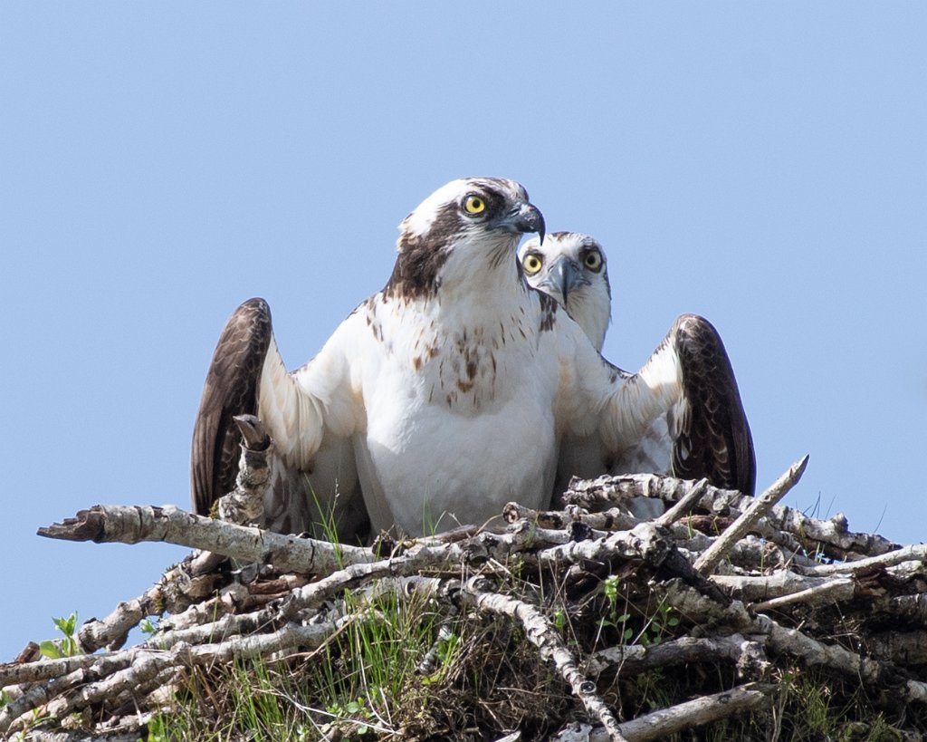 D05_1431-1097.jpg - Ospreys In Nest