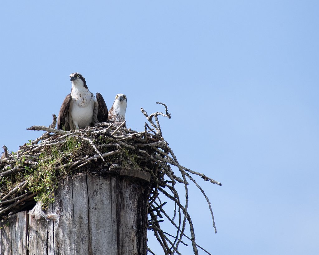 D05_1446-1112.jpg - Osprey