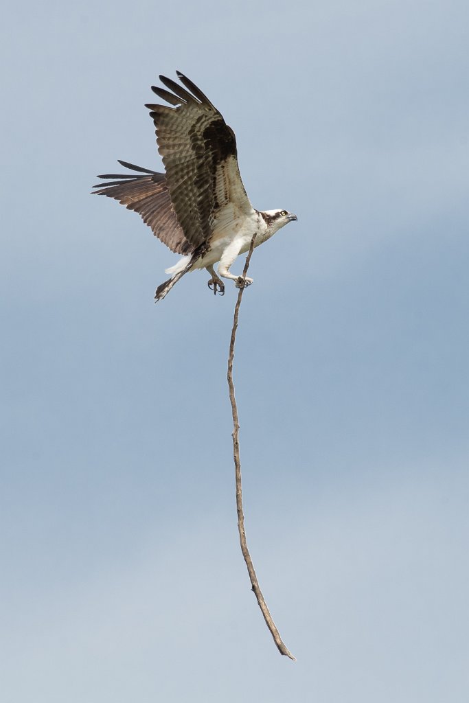 D05_1553.jpg - Osprey - Nest Building #2