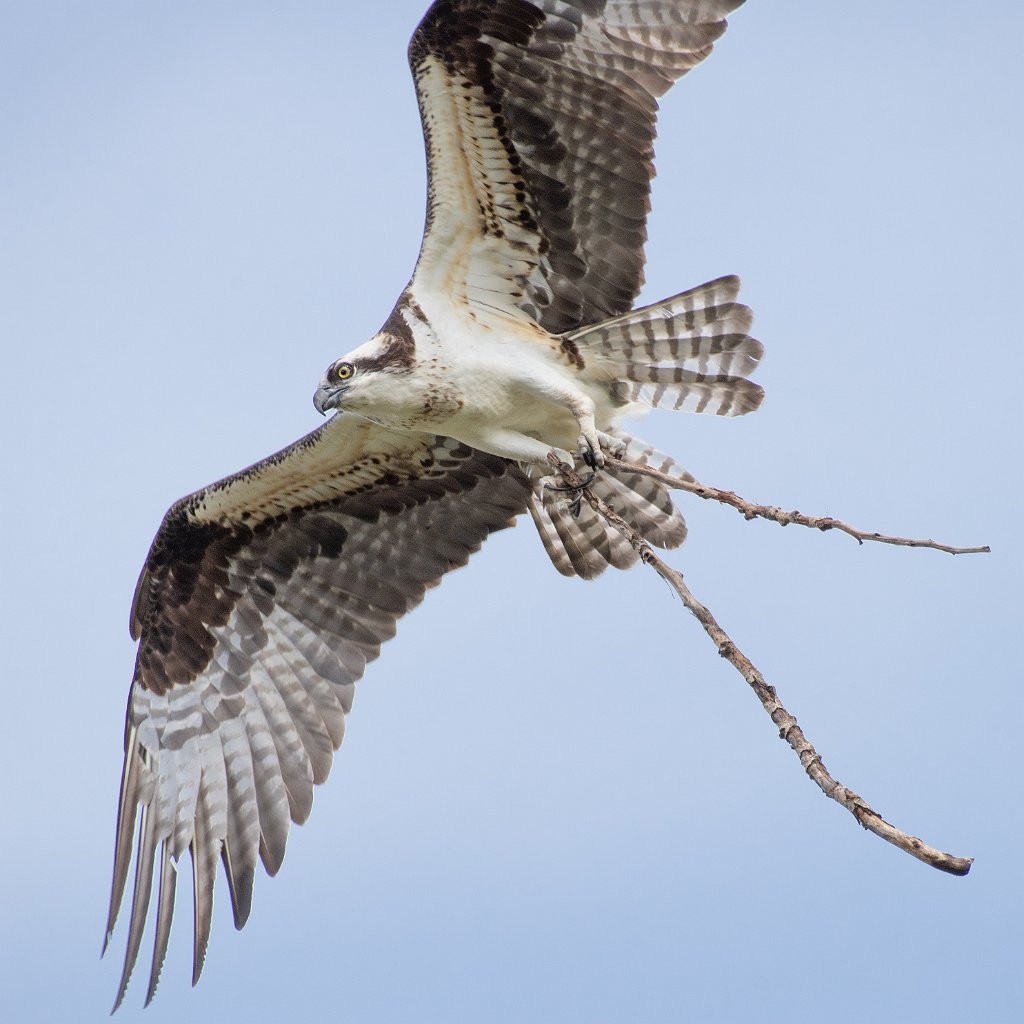 D05_1588.jpg - Osprey