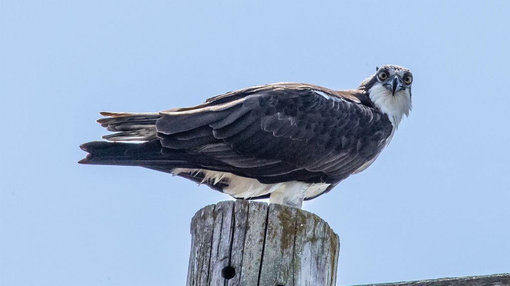 D05_6775.jpg - Osprey