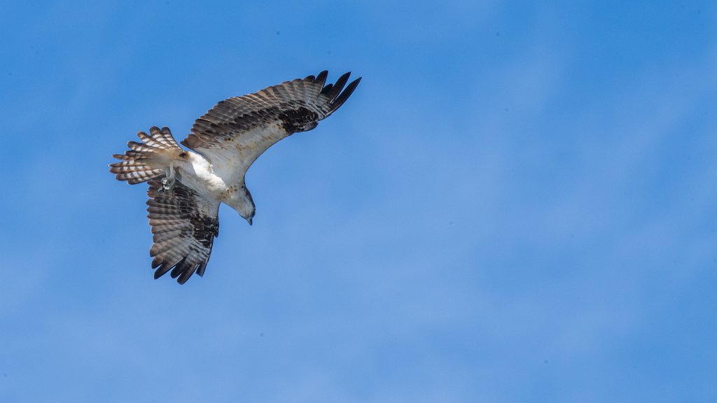 D05_7015.jpg - Osprey hovering