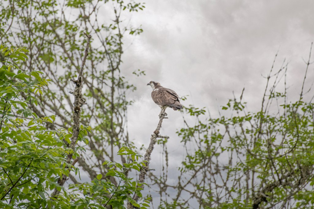 D85_0492-Edit.jpg - Osprey