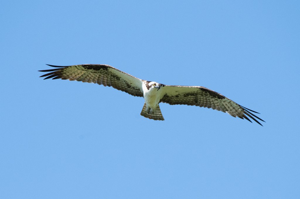 D85_1636.jpg - Osprey