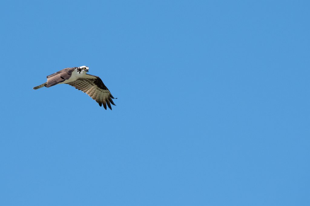 D85_2572.jpg - Osprey