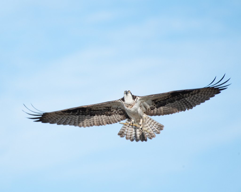 D85_2591-Edit.jpg - Osprey