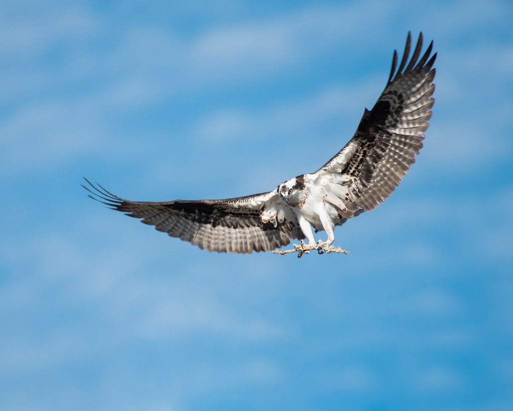 D85_2598-Edit.jpg - Osprey