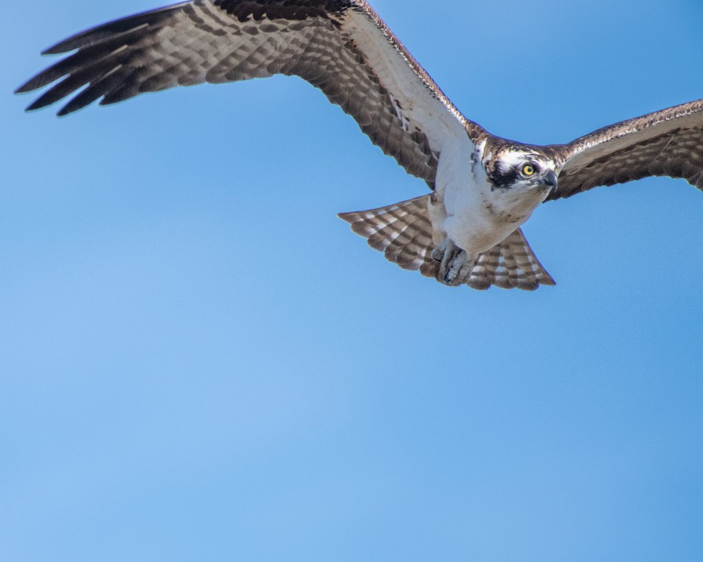 D85_2619.jpg - Osprey