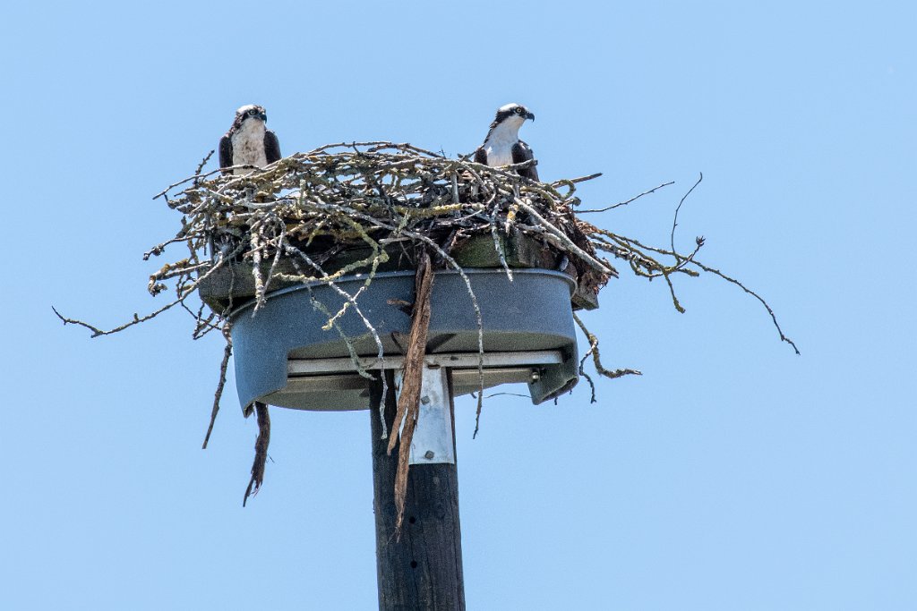 D85_3060.jpg - Osprey Nest