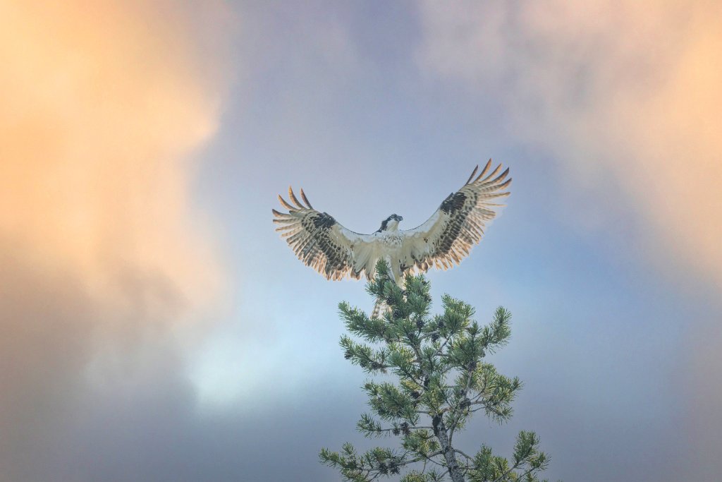 D85_4088-Edit.jpg - Osprey