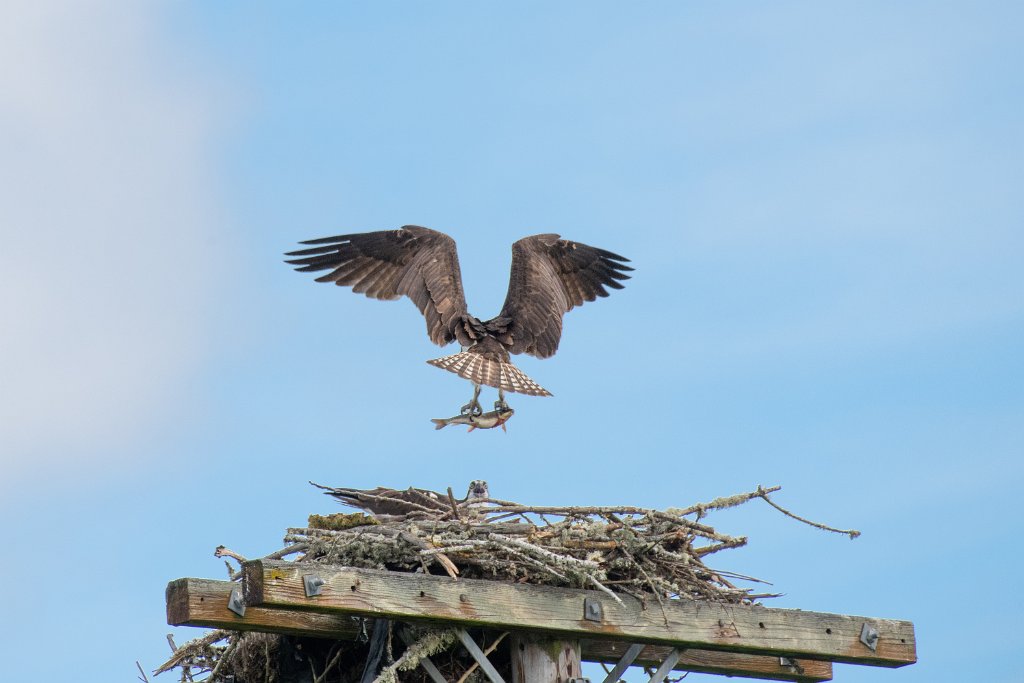 D85_4177.jpg - Osprey