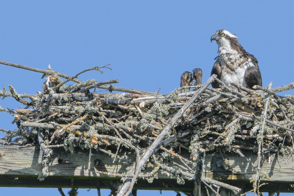 D85_4186.jpg - Osprey