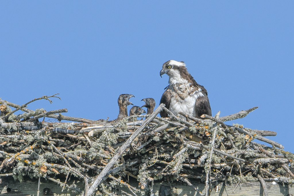 D85_4188.jpg - Osprey