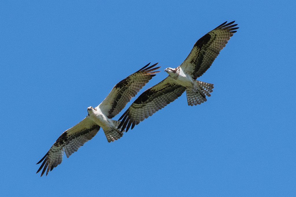 D85_6486.jpg - Osprey