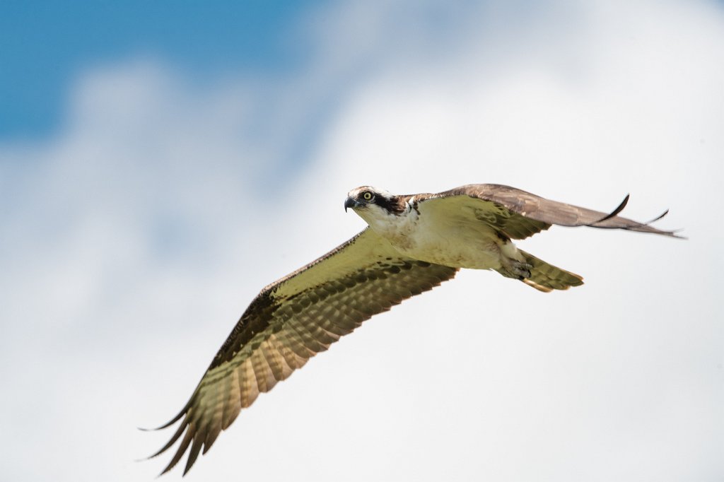 D85_8725.jpg - Osprey