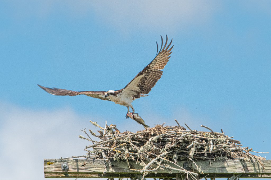 D85_8786.jpg - Osprey