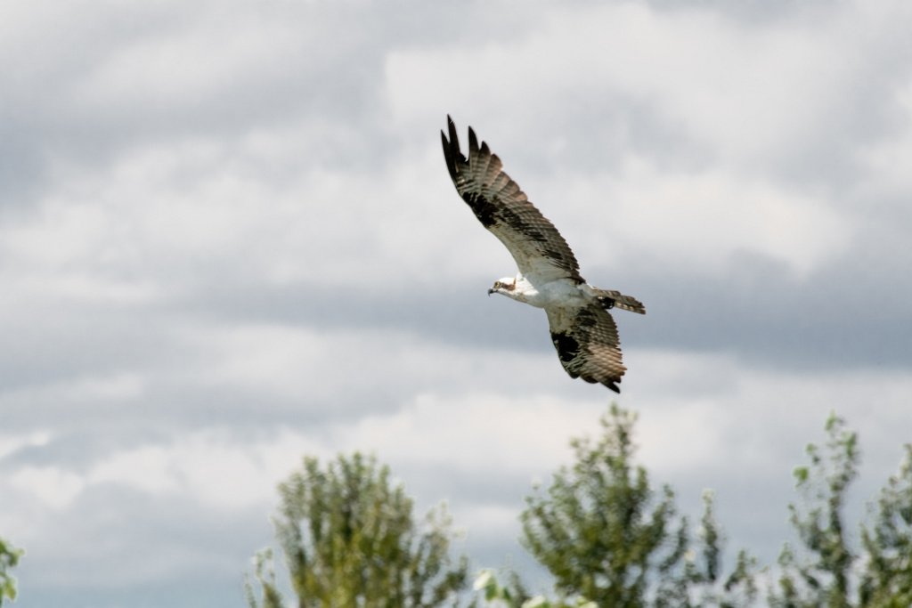 D85_9664.jpg - Osprey