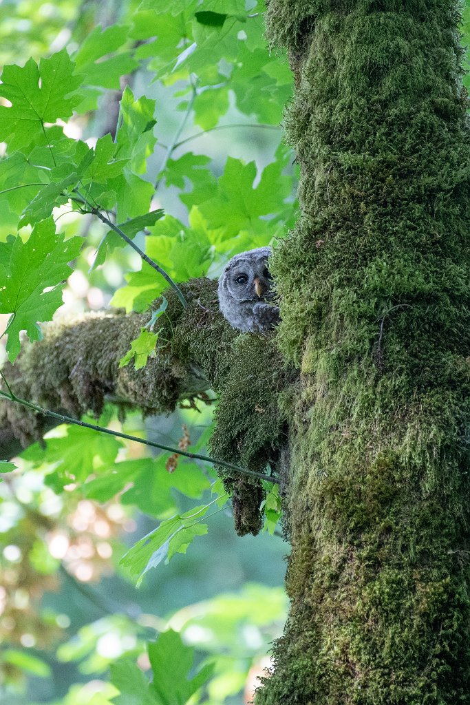 D05_5138.jpg - Juvenille Barred Owl