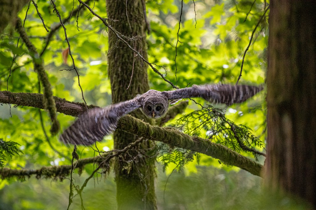 D05_5296-Edit.jpg - Juvenille Barred Owl