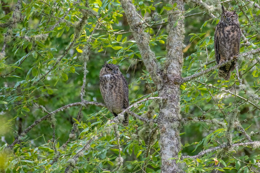 D85_0424.jpg - Great Horned Owl